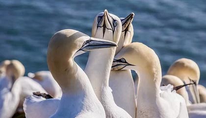 云开体育-闲庭信步三分绝杀勇士！国王二年级新秀渴望证明